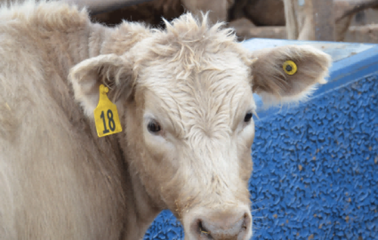 USDA compliant RFID ear tags on cattle for electronic identification and herd management USDA compliant RFID ear tags on cattle for electronic identification and herd management